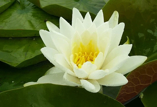 Odorata Alba Lily 3 Litre