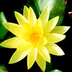 Odorata Sulphurea Lily 3 Litre