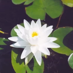 Perrys Double White Lily 3 Litre