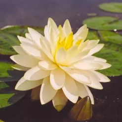 Perrys Double Yellow Lily 4 Litre