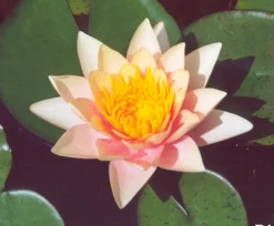 Paul Hariot Lily 3 Litre