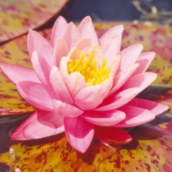 Perrys Orange Sunset Lily 3 Litre