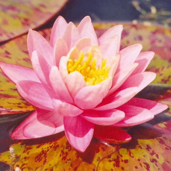 Perrys Orange Sunset Lily 3 Litre