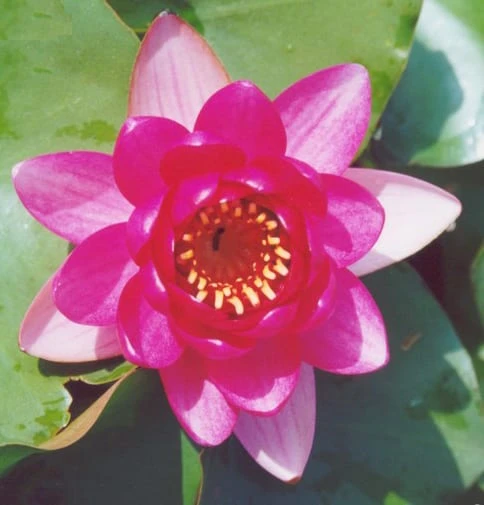 Perrys Red Dwarf Lily 3 Litre