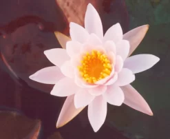 Rose Arey Lily 3 Litre