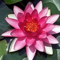 Rembrandt Lily 4 Litre