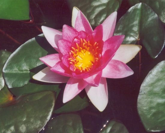 Rene Gerarde Lily 4 Litre