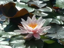 Rosennymphe Lily 3 Litre