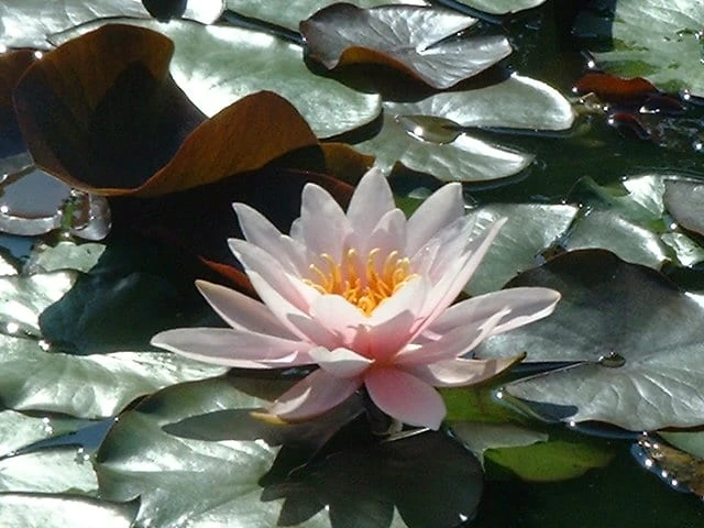 Rosennymphe Lily 3 Litre