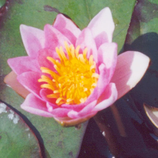 Pygmaea Rubra Dwarf Lily 1 Litre