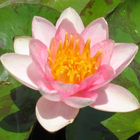 Shady Lady Dwarf Lily 2 Litre