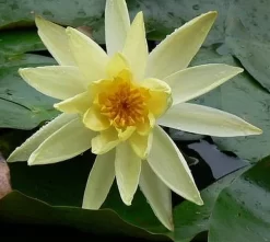 Snow Princess 1 Litre Dwarf