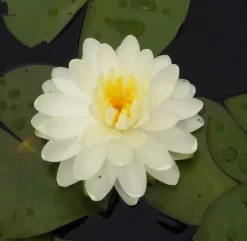 Tuberosa Richardsoni Lily 4 Litre