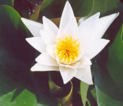 Albatross Lily 3 Litre