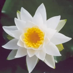 Virginalis Lily 4 Litre