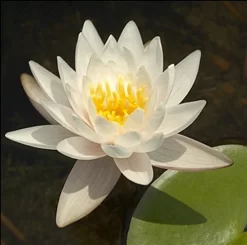 Walter Pagels Dwarf Lily 2 Litre