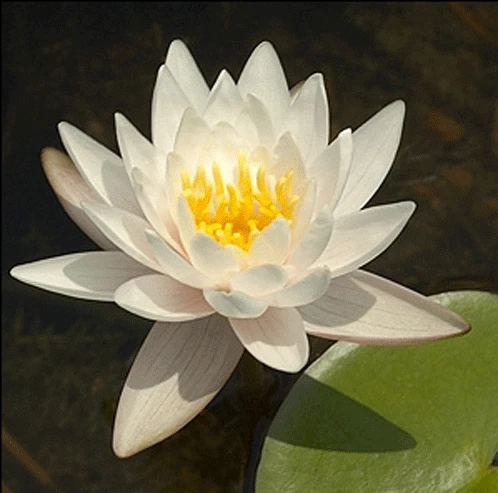 Walter Pagels Dwarf Lily 2 Litre