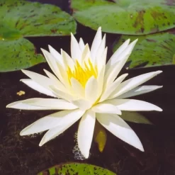Yellow Queen Lily 3 Litre