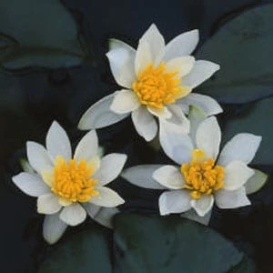 Pygmaea Alba Dwarf Lily 1 Litre