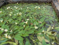 Water Hawthorn 1 Litre